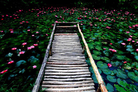 踱步花間，邂逅美麗