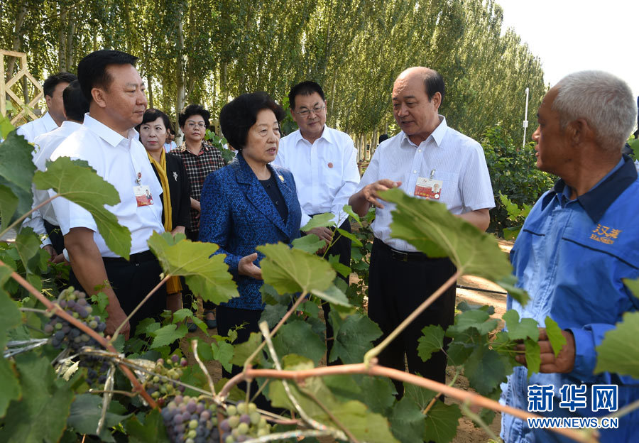 8月9日，中共中央政治局委員、中央統(tǒng)戰(zhàn)部部長、中央代表團副團長孫春蘭率中央代表團三分團，先后赴內(nèi)蒙古自治區(qū)烏海市、阿拉善盟看望各族干部群眾。這是孫春蘭在烏海市漢森酒業(yè)集團的葡萄種植園了解葡萄種植情況。新華社記者 任軍川 攝