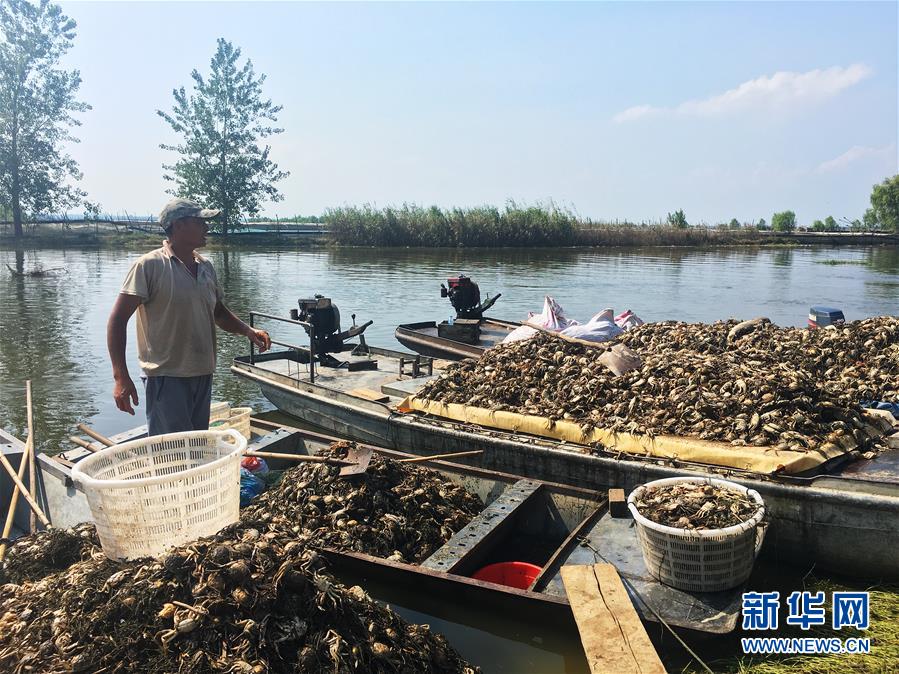 （新華視點·圖文互動）（1）上游洪水來襲下游魚蟹死亡，泄洪為何變泄污？