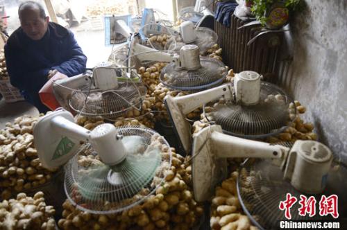 資料圖：山西太原蔬菜批發(fā)市場(chǎng)，姜販用多臺(tái)電風(fēng)扇風(fēng)干新鮮潮濕的生姜。<a target='_blank' ><p  align=