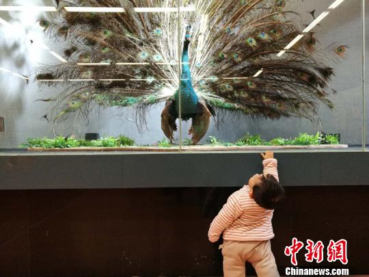 圖為展覽現(xiàn)場。　胡遠(yuǎn)航 攝