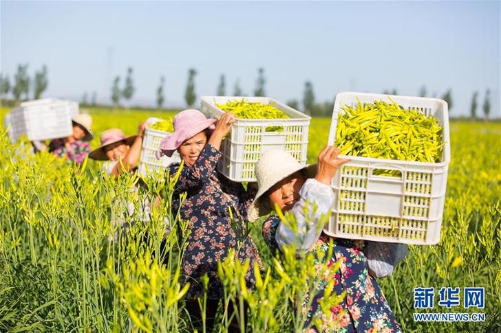 （在習近平新時代中國特色社會主義思想指引下——新時代新作為新篇章·鄉(xiāng)村振興戰(zhàn)略·圖文互動）（1）一株忘憂草，萬家喜眉梢——山西省大同市云州區(qū)黃花產(chǎn)業(yè)扶貧觀察
