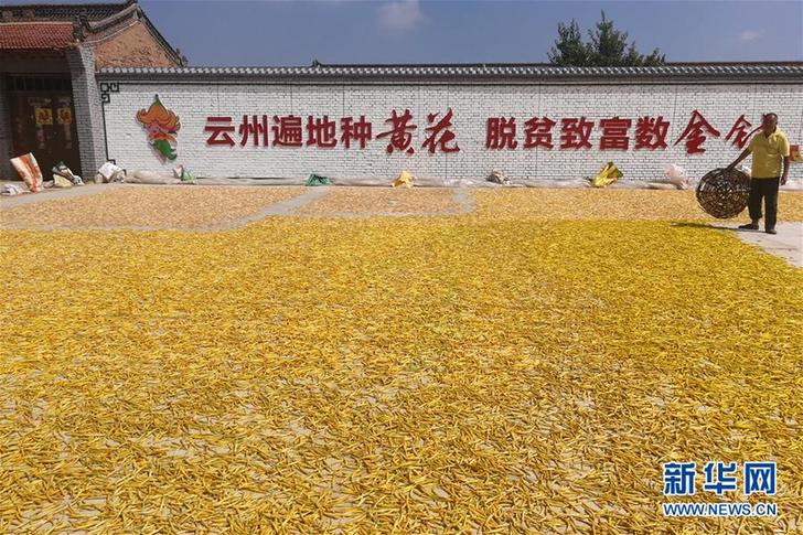 （在習近平新時代中國特色社會主義思想指引下——新時代新作為新篇章·鄉(xiāng)村振興戰(zhàn)略·圖文互動）（2）一株忘憂草，萬家喜眉梢——山西省大同市云州區(qū)黃花產(chǎn)業(yè)扶貧觀察