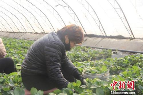正值隆冬時(shí)節(jié)，山西省長(zhǎng)治市長(zhǎng)子縣天寒地凍，最低氣溫已有零下十幾度，當(dāng)?shù)氐氖卟舜笈飪?nèi)卻“春意盎然”、生機(jī)勃勃?！⊥蹙S寧 攝