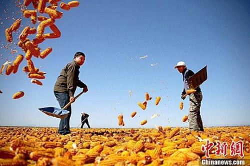 資料圖。農(nóng)民揮動(dòng)鐵锨晾曬玉米，使得滿地盡帶“黃金甲”，成為一道靚麗的風(fēng)景線。趙琳 攝