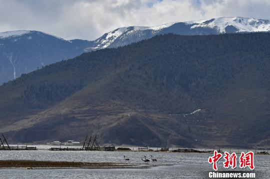 圖為在納帕海濕地棲息的候鳥。　劉冉陽 攝