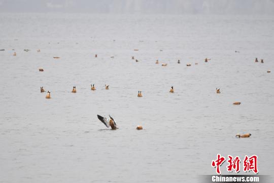 圖為在納帕海濕地棲息的候鳥?！⑷疥?攝