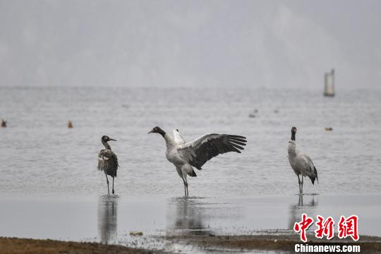 圖為在納帕海濕地棲息的黑頸鶴?！⑷疥?攝