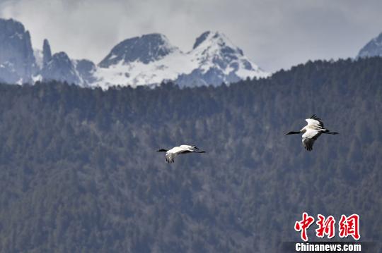 圖為在納帕海濕地上空飛翔的黑頸鶴?！⑷疥?攝