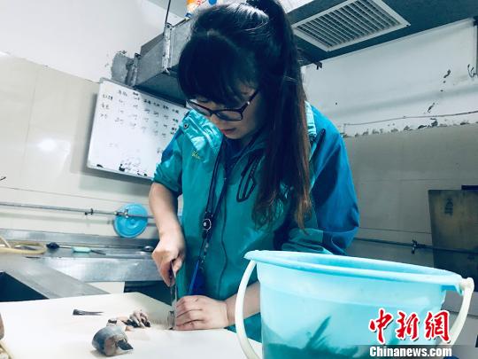 于雅麗在餌料操作間，準(zhǔn)備著動(dòng)物們的食物。　艾慶龍 攝