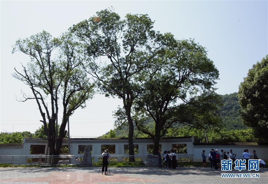 （壯麗70年·奮斗新時(shí)代——記者再走長(zhǎng)征路·圖文互動(dòng)）（6）“紅軍樹(shù)”下憶初心、守初心