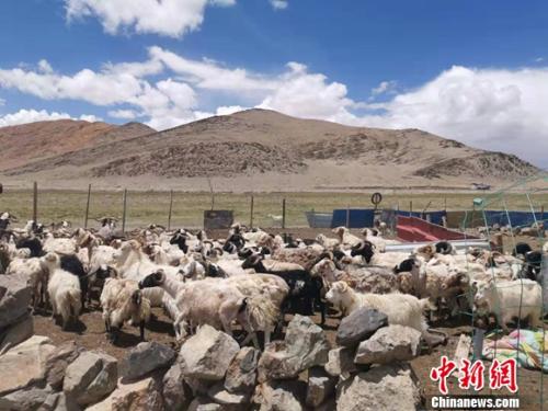 圖為羊群正從羊圈里出來。 謝藝觀 攝