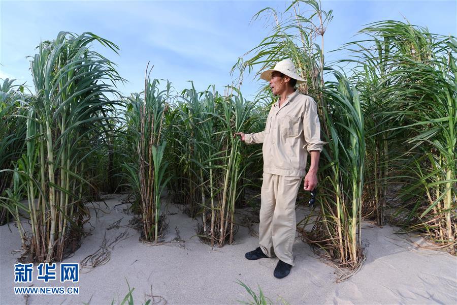 （不忘初心、牢記使命·圖文互動）（3）拳拳寸草心 濃濃報國情——記“菌草之父”林占熺