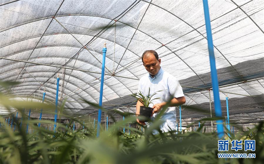 （在習(xí)近平新時(shí)代中國特色社會主義思想指引下——新時(shí)代新作為新篇章·總書記關(guān)心的百姓身邊事·圖文互動(dòng)）（4）“科技秀才”給田野帶來新希望