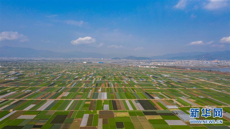 （抓好春耕備耕 穩(wěn)住農(nóng)業(yè)生產(chǎn)·圖文互動(dòng)）（5）“栽種的是菜苗，收獲的是希望”——云南蔬菜集散地通?？h春耕見聞 