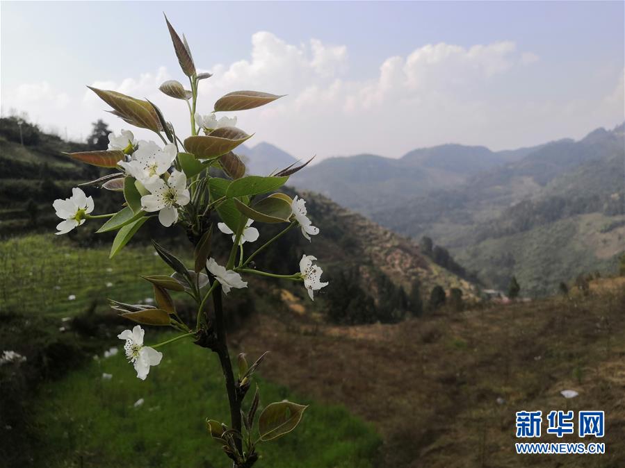 （決戰(zhàn)決勝脫貧攻堅(jiān)·圖文互動(dòng)）（1）寄相思，償夙愿——5封清明“家書”里的決戰(zhàn)決勝信念