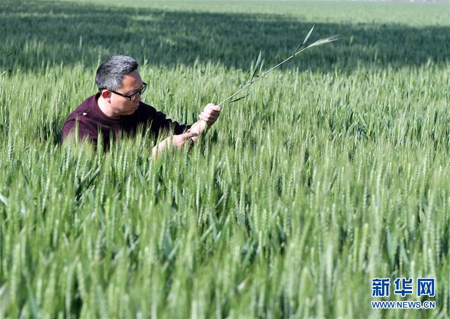 （在習(xí)近平新時(shí)代中國特色社會(huì)主義思想指引下——新時(shí)代新作為新篇章·習(xí)近平總書記關(guān)切事·圖文互動(dòng)）（5）新農(nóng)事、新希望——夏收前田間新動(dòng)態(tài)掃描