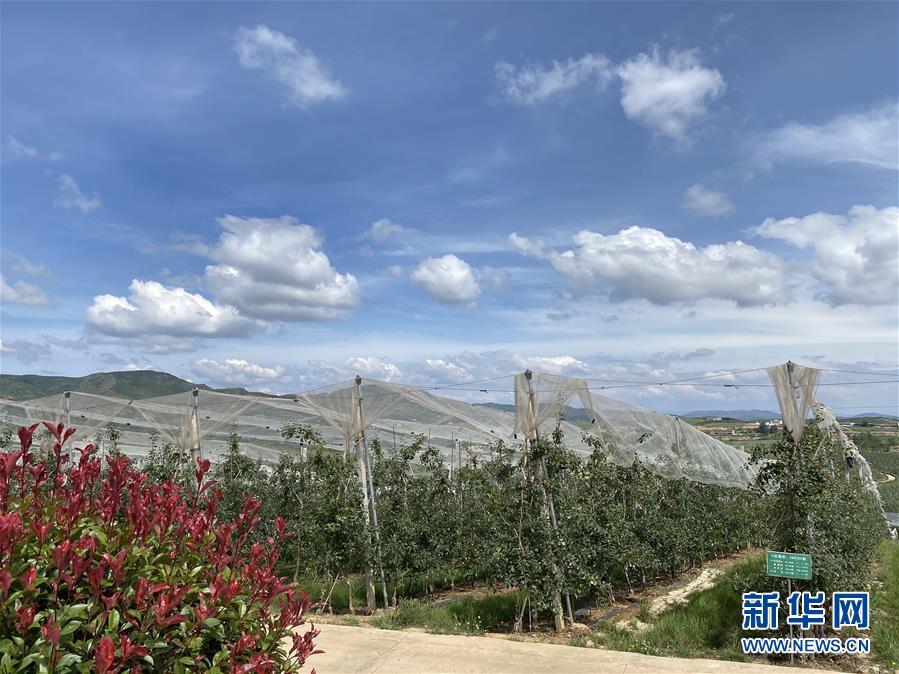 （決戰(zhàn)決勝脫貧攻堅(jiān)·圖文互動(dòng)）（3）高原紅了，日子好了——貴州海拔最高縣發(fā)展蘋果產(chǎn)業(yè)見聞