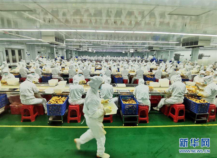 （決戰(zhàn)決勝脫貧攻堅·圖文互動）（8）同飲一江水 攜手“斬窮根”——深圳對口廣西河池、百色扶貧協(xié)作見聞
