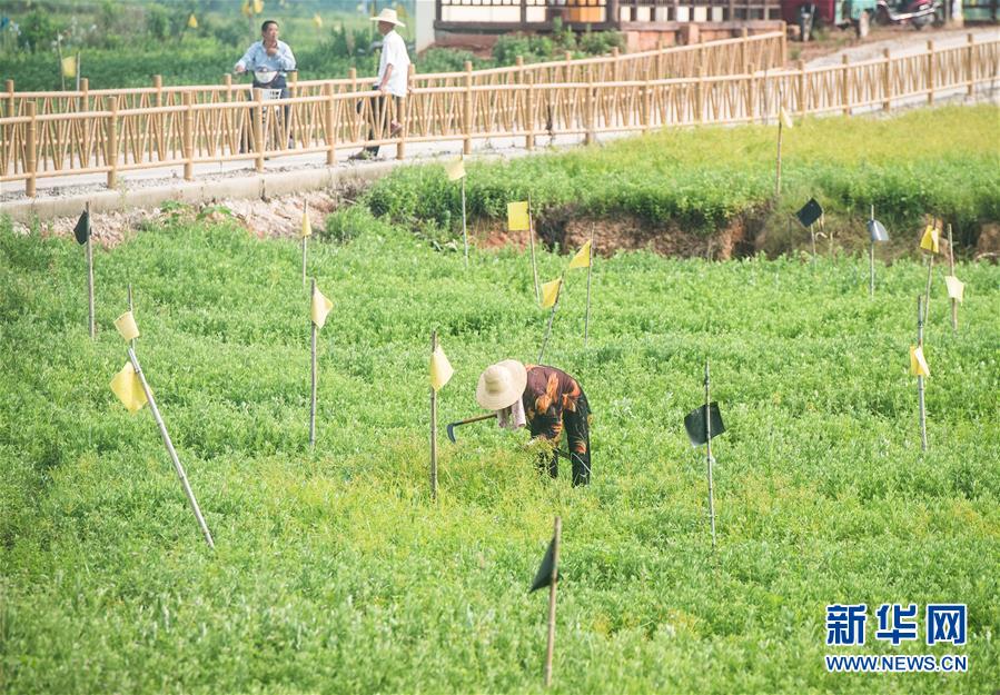 （新華全媒頭條·走向我們的小康生活·圖文互動）（9）特殊之年，荊楚大地書寫不平凡的答卷