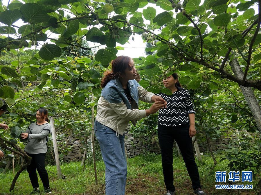 （新華全媒頭條·圖文互動）（10）初夏，循著總書記的腳步探訪產(chǎn)業(yè)扶貧新事