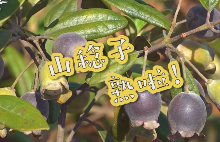 走向我們的小康生活丨山稔子熟啦！