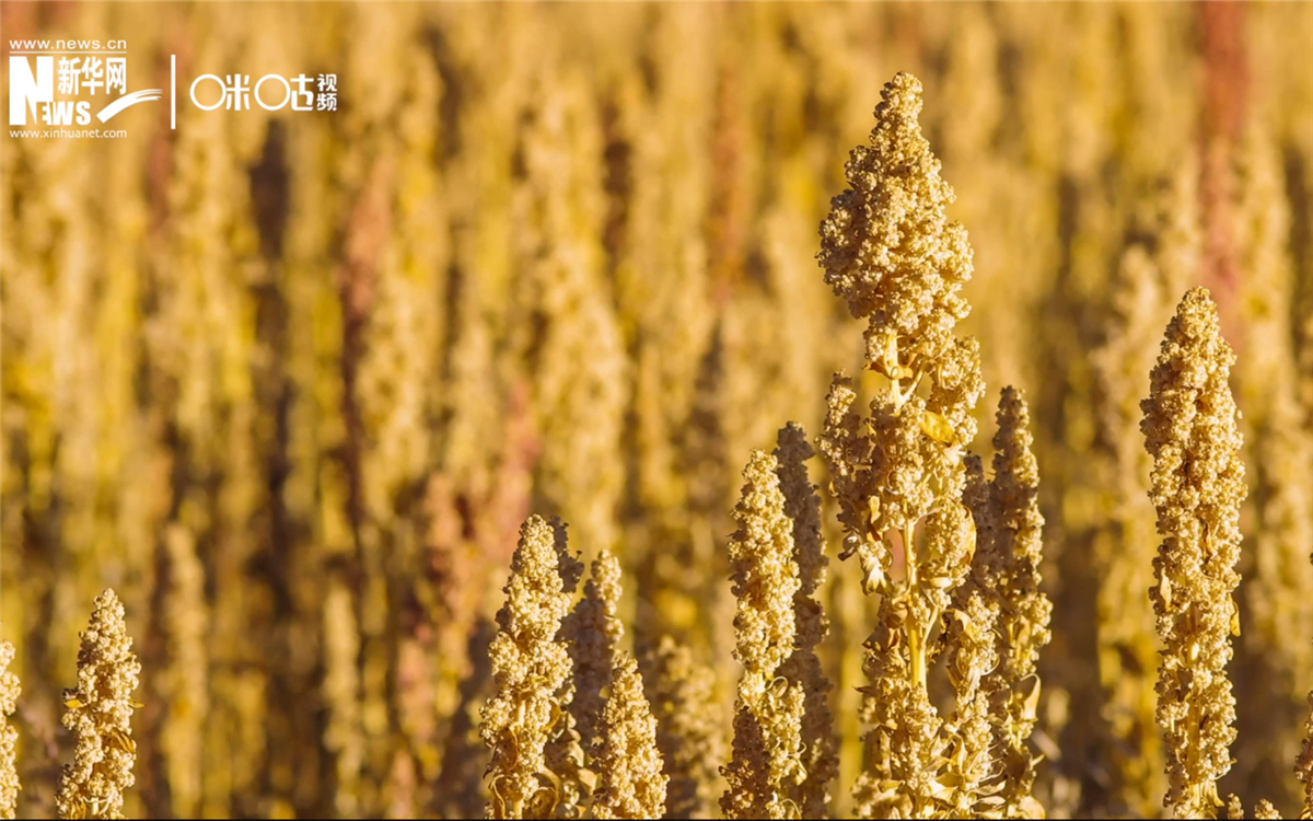 藜麥有極強(qiáng)的環(huán)境適應(yīng)能力和低成本、高回報(bào)的種植模式