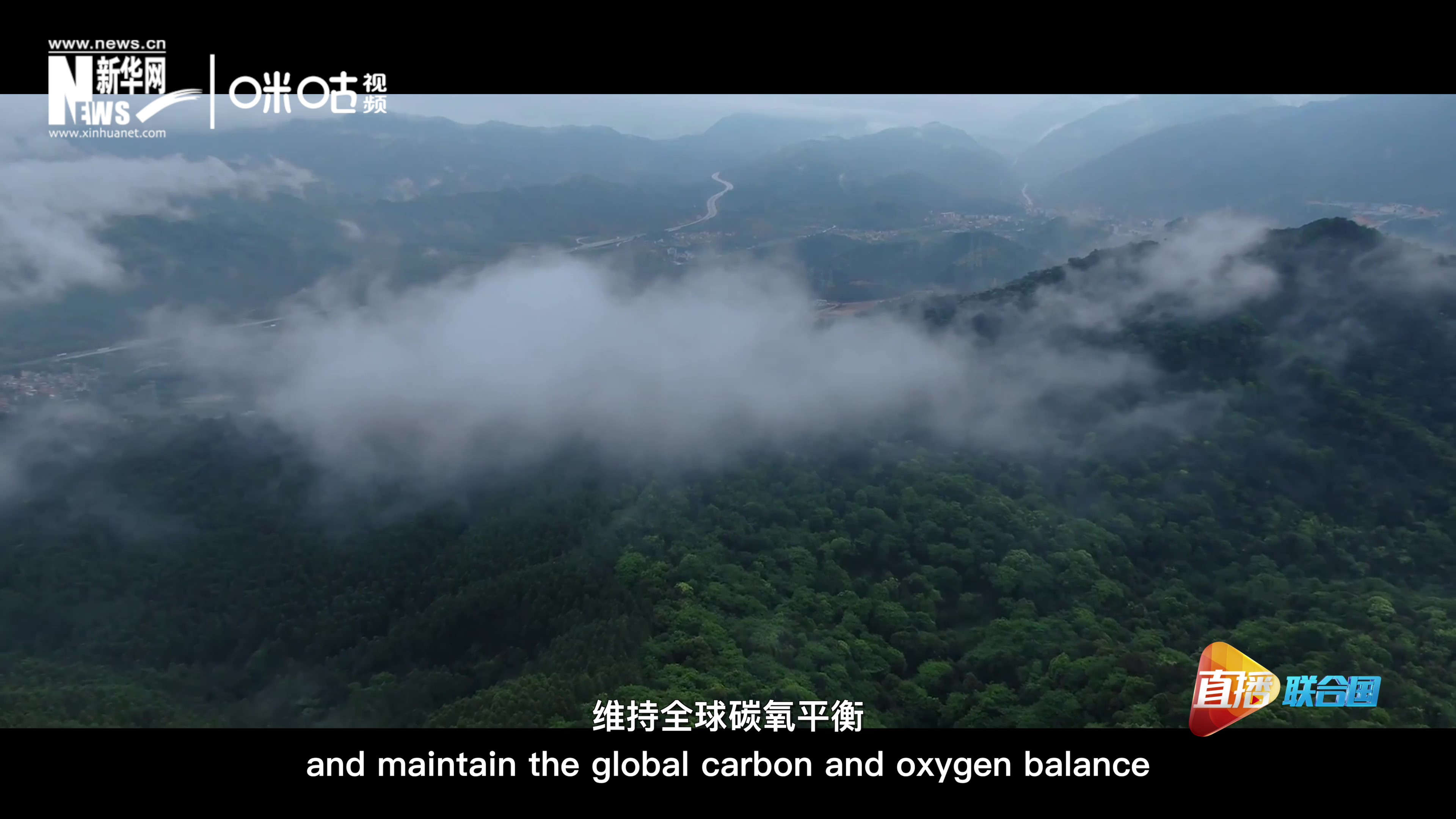 森林的碳匯可以協(xié)助減緩氣候變化，維持全球碳氧平衡