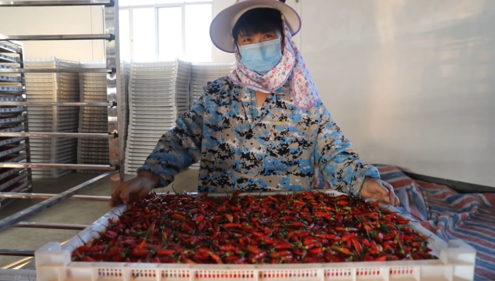 你怎么“辣”么好看！小辣椒映紅脫貧路