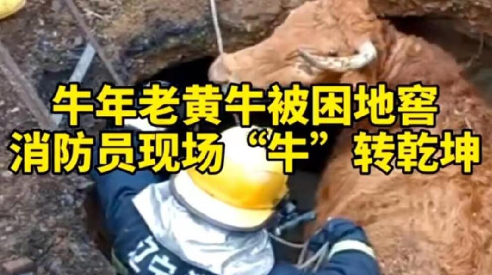 牛年老黃牛被困地窖，消防員現(xiàn)場“牛”轉(zhuǎn)乾坤！