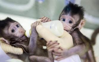 重大突破！兩只克隆猴在中國誕生