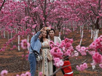 櫻花漫山，一份14年的等待
